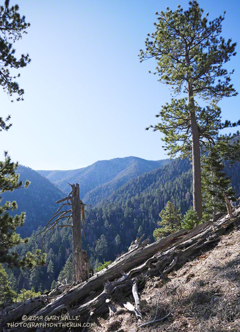 East San Bernardino Peak (10,691') - one of the peaks on the loop -  from the John's Meadow Trail. Elevation at this point of the trail is about 7500'.