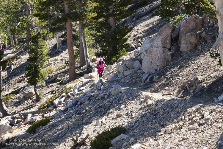 Hiker on the San Bernardino Peak Divide Trail below Limber Pine Bench. From Limber Pine Bench it's about 2.3 miles to San Bernardino Peak, with an elevation gain of about 1300'.