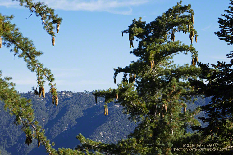 There are many sugar pines along the John's Meadow Trail and most of them were heavily laden with pine cones -- courtesy of the wet 2018-19 rain season.