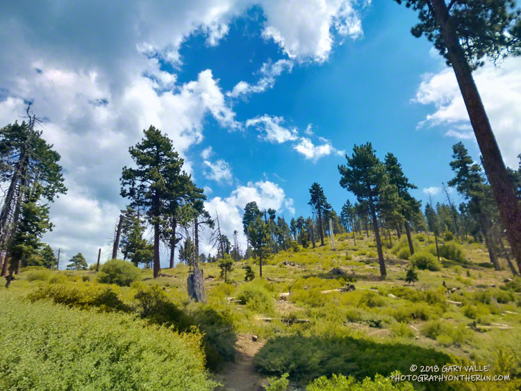 Clouds and pines on the way to the Skyline Aid Station.