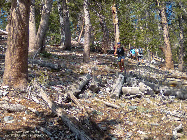 Running through lodgepole pines on Sugarloaf.