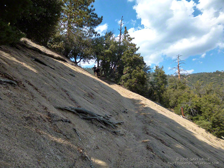 The infamous Seven Oaks Trail climbs from Radford Road to the Grandview Aid Station, gaining about  1650' in around 2.3 miles.