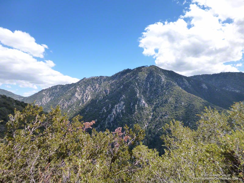 Bluff Peak from the Camp Creek Trail. The elevation of the summit of the peak is 7694'. The Siberia Creek Trail passes about 1/3 of a mile behind it and the Champion Lodgepole Pine aid station is ABOVE it. (Photo @ mile 25.3/77.9)
