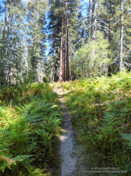 A little more than a half-mile remains to the Champion Lodgepole aid station. (Photo @ mile 33.2/85.7)