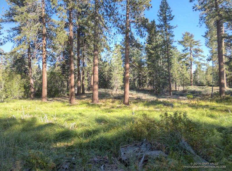 Meadow on 2N08 near the start of the loop on 2N17 down through Aspen Glen and back up the Pine Knot Trail. (Photo @ mile 40.0/92.6)