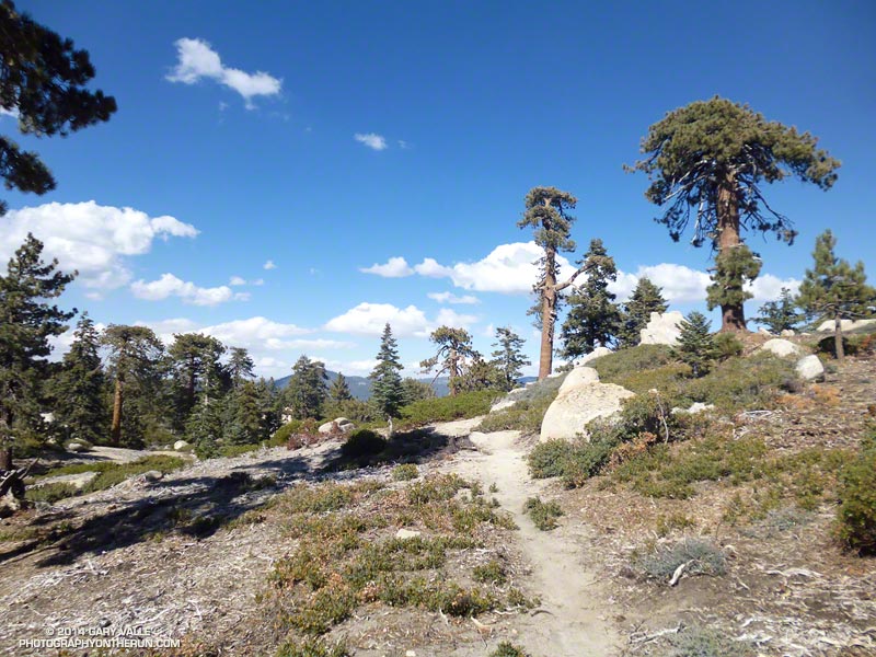 Several miles of the Skyline Trail west of Grand View were added to the 50 mile course this year. The Skyline and Siberia Creek Trails are both spectacular. When combined they are among the most challenging, aesthetic and rewarding trails to run in Southern California. (Photo @ mile 35.8/88.3)