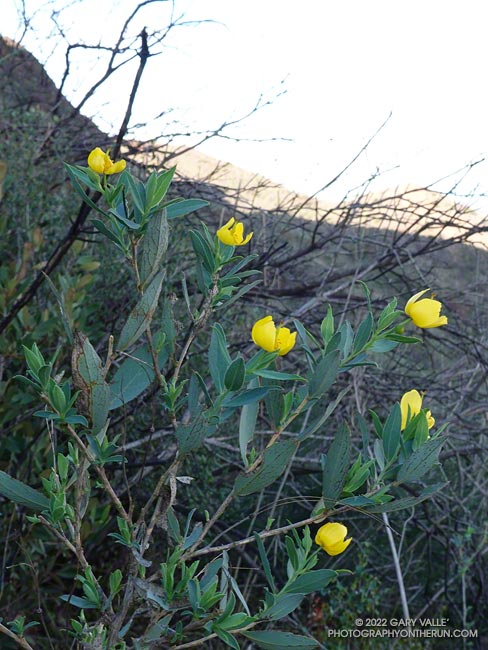 Early blooms of bush poppy on Ladyface. January 16, 2022.