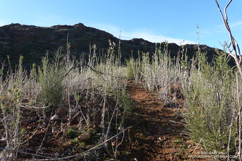 Still recovering from the 2018 Woolsey Fire, bush poppy covers the top of a hill on the East/Northeast Ridge of Ladyface. January 16, 2022.