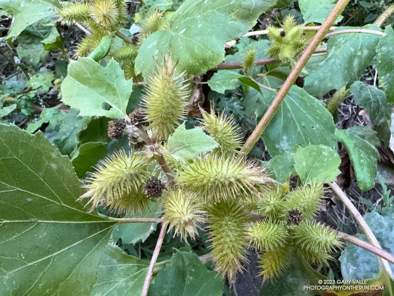 Cocklebur along the Forest Trail, near Century Dam. September 24, 2023.