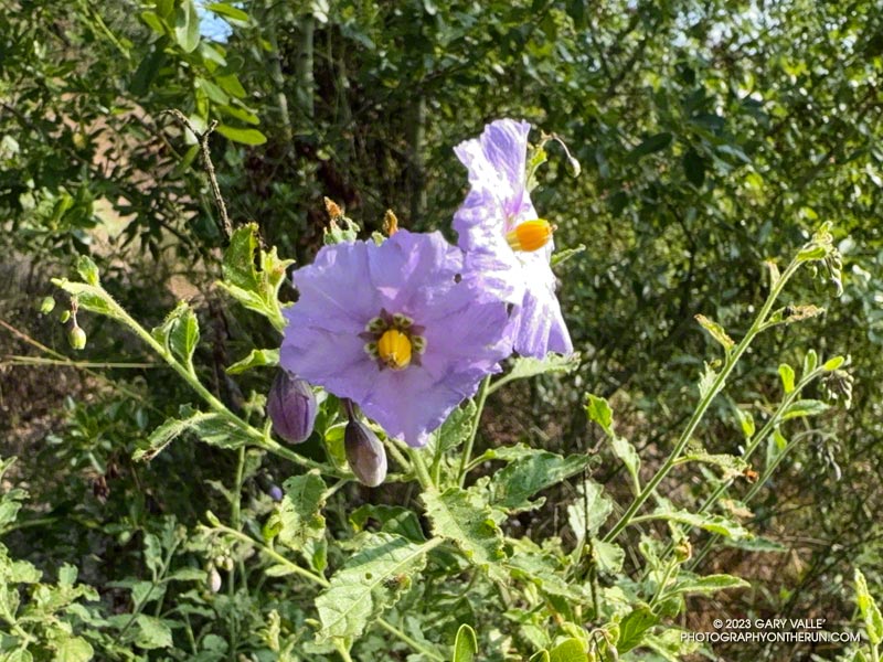 Purple nightshade blooming along the Lake Vista Trail.  September 24, 2023.