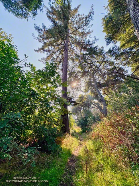 Coast redwood along the Forest Trail. September 24, 2023.