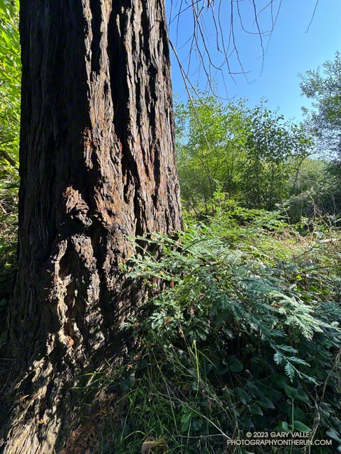 Trunk of coast redwood along the Forest Trail.