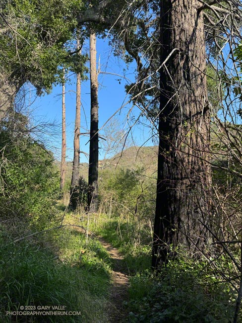 Four coast redwoods killed by the 2011-2015 drought. September 24, 2023.