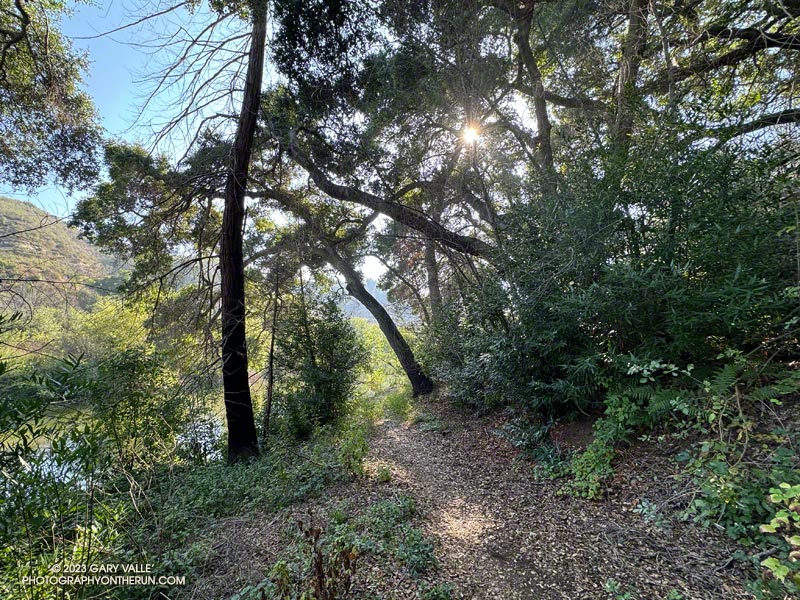 The Forest Trail along Century Lake in Malibu Creek State Park.
