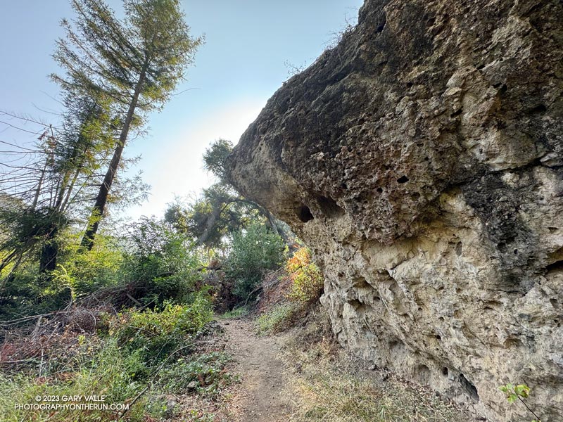 Boulder and coast redwood along the Forest Trail.