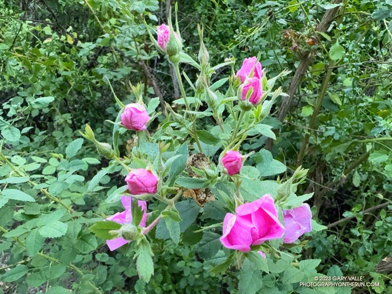 California wild rose along the Lookout Trail, Malibu Creek State Park. September 24, 2023.