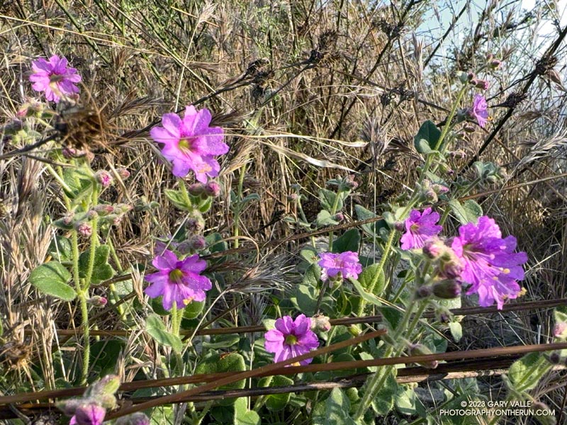 Wishbone bush blooming out of season along Lake Vista Ridge in Malibu Creek State Park. September 24, 2023.