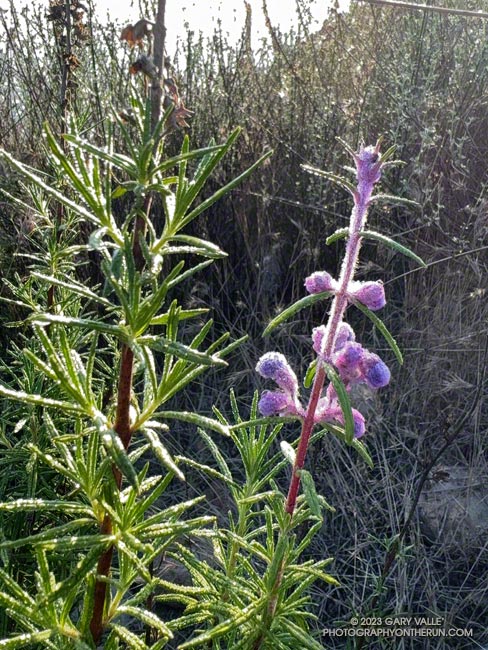 Woolly  blue-curls blooming out of season along Lake Vista Ridge. September 24, 2023.