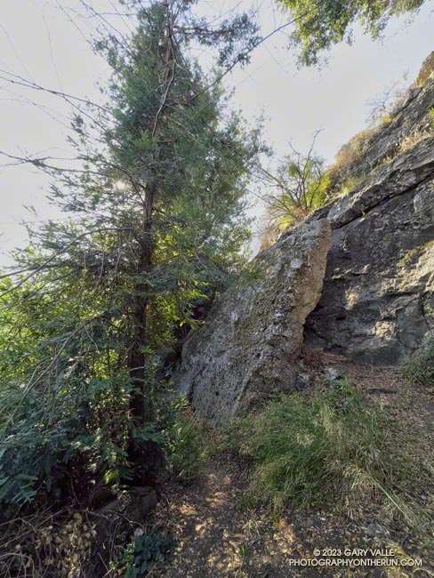 A young, naturally-germinated coast redwood along the Forest Trail. September 24, 2023.