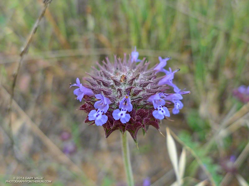 Chia was blooming all along the PCT.