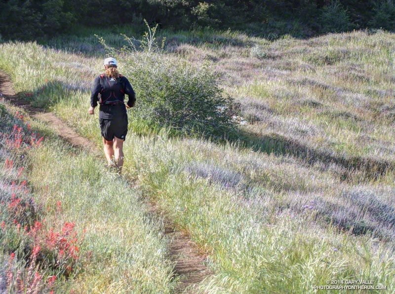 Continuing up the paintbrush-lined PCT toward Sierra Pelona Ridge.