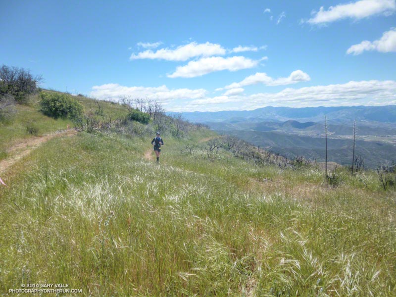Runner nearing the top of the climb on the PCT from Aqua Dulce to Sierra Pelona Ridge. About mile 23.2.