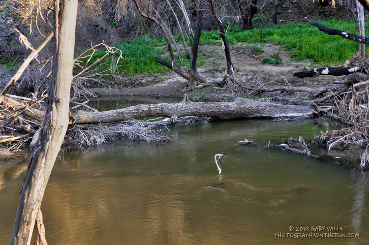 Handy tree across Malibu Creek upstream of the circumvented footbridge on Crags Road near the Forest Trail. March 16, 2019.
