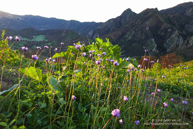 Blue dicks (Dichelostemma capitatum) are widespread in wet rain years.