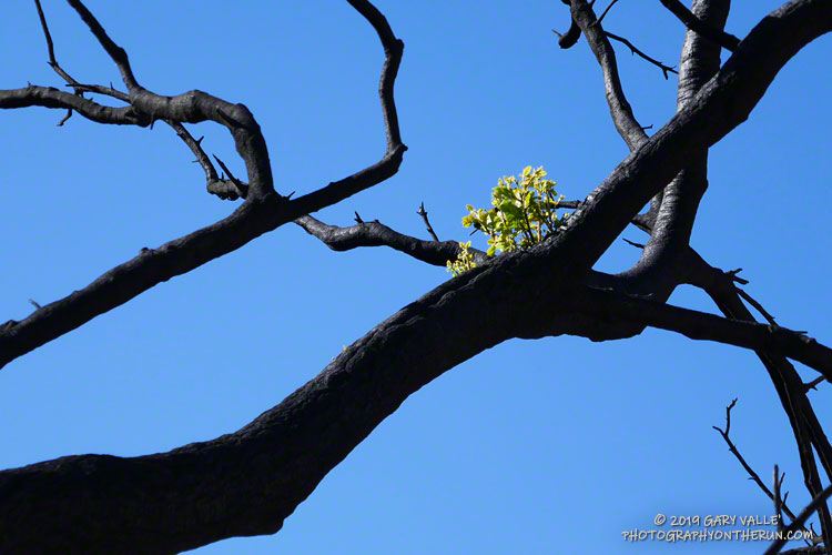 An epicormic sprout on a badly burned live oak along Mesa Peak Mtwy. March 16, 2019.