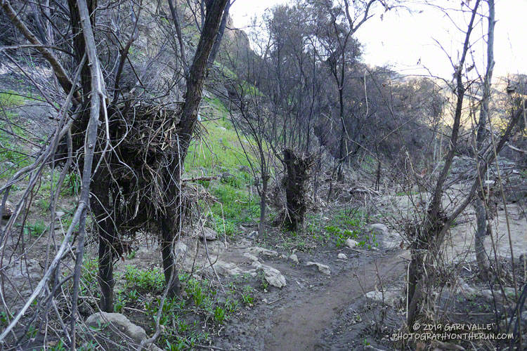 Flood debris along Malibu Creek on the trail to the M*A*S*H site.