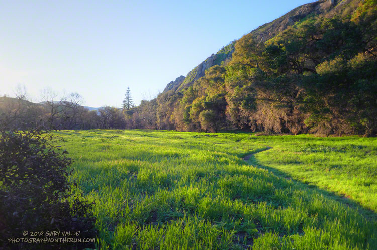 Early morning on the Forest Trail in Malibu Creek State Park. The conifer left of center in the background is a coast redwood.