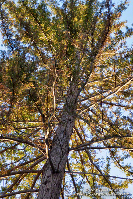 The mature coast redwoods that were not killed or severely impacted by the drought, appear to have come through the Woolsey Fire OK. WIth all the rain, I expect to see new growth on the surviving trees in the coming months. March 16, 2019.
