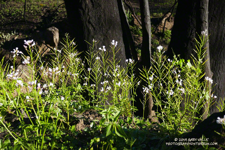 Milkmaids along Bulldog Mtwy. March 16, 2019.