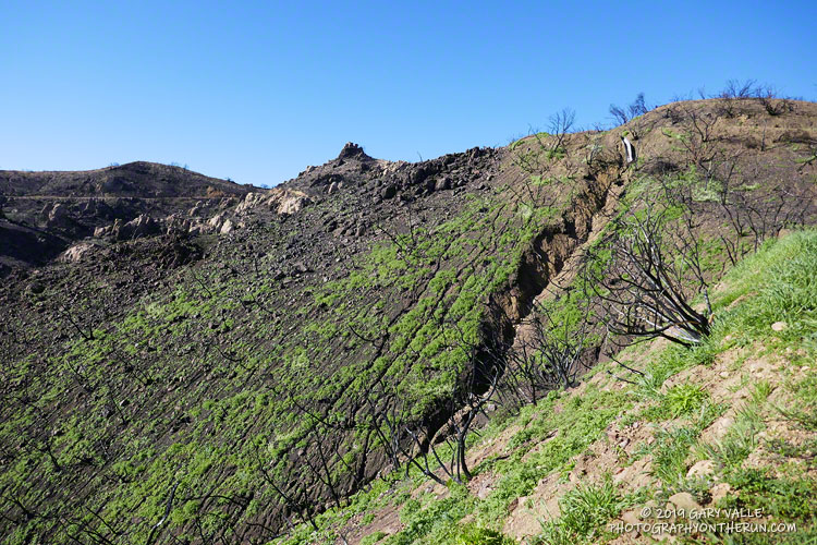 Generally, the hills held up well to Winter rainstorms. There was minimal additional erosion of this slope since late December. 