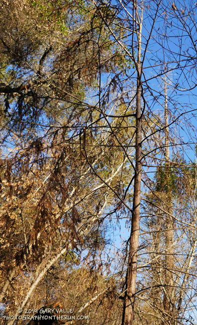 It's  a little too early to know if this young, naturally-occurring coast redwood was killed in the fire.