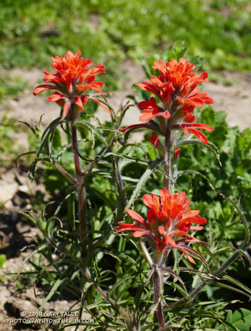 Paintbrush along the Lookout Trail in Malibu Creek State Park. March 16, 2019.