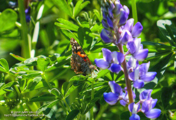 One of a multitude of migrating painted lady butterflies. March 16, 2019.