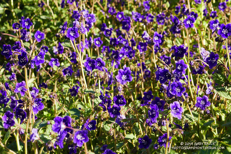 Parry's Phacelia along Bulldog Mtwy. March 16, 2019.