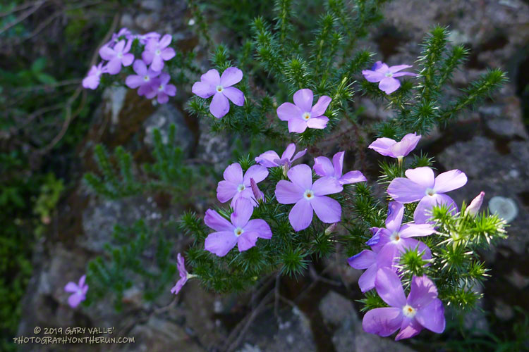 Prickly phlox along Mesa Peak Mtwy. March 16, 2019.