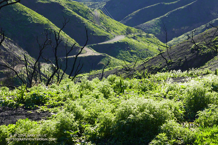 New growth along Bulldog Mtwy. March 16, 2019.
