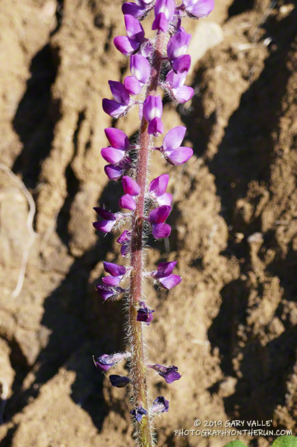 Stinging lupine along Bulldog Mtwy. March 16, 2019.