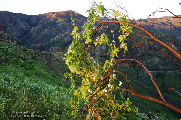 Wild cucumber draped on burned limbs of chaparral. It's hard to tell if wild cucumber is more extensive following a fire, or just easier to see.