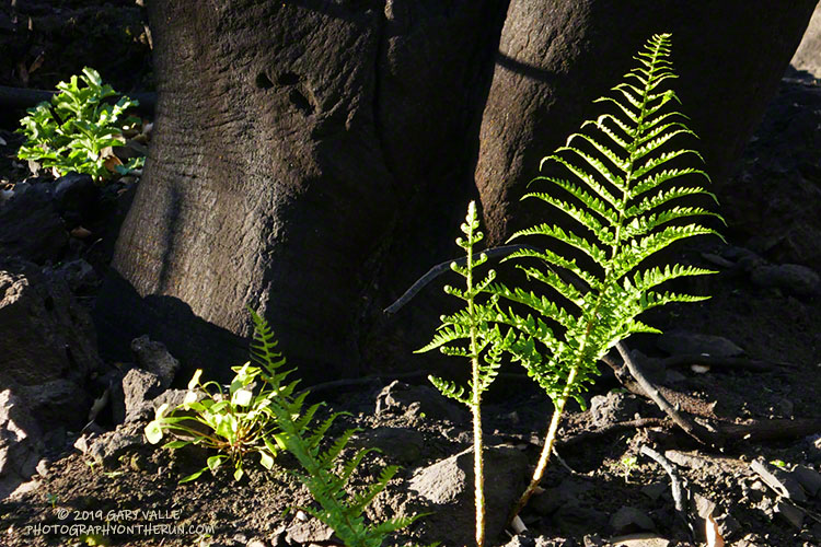 Unfurling wood fern near the M*A*S*H site.