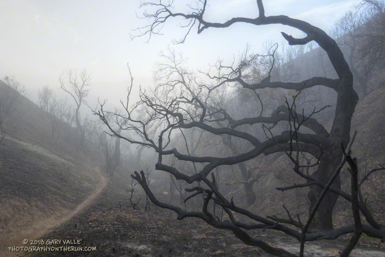 Oak and fog at the top of the Cage Creek Trail. A fallen oak blocked the trail below.