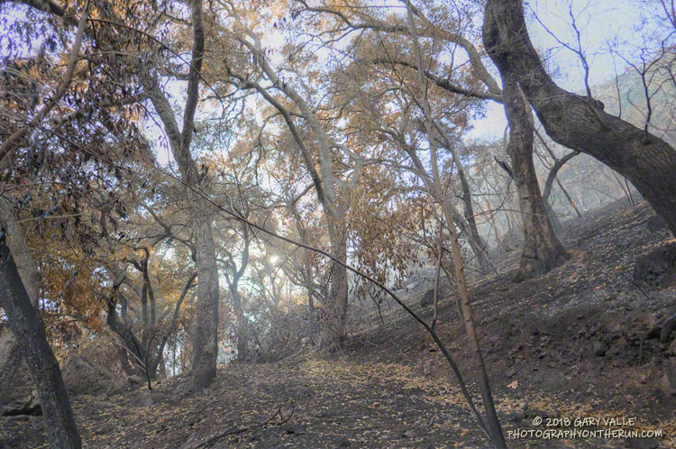 Trees along the Forest Trail. There were a couple of downed trees on the trail.