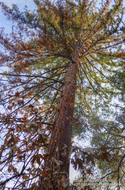 Redwood along the Forest Trail.