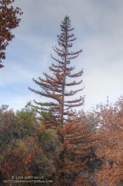 Scorched redwood near the junction of the Forest Trail and Crags Road.