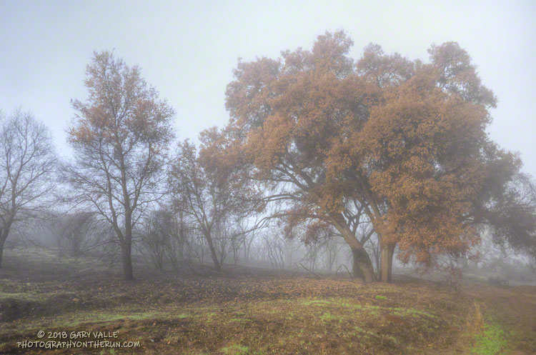 Oaks near the M*A*S*H site. The trees will replace their foliage.
