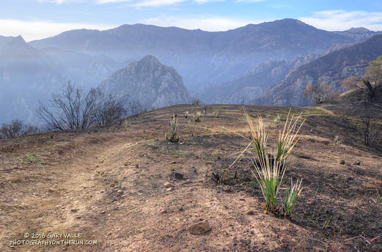 Yucca  along the Cistern Trail.