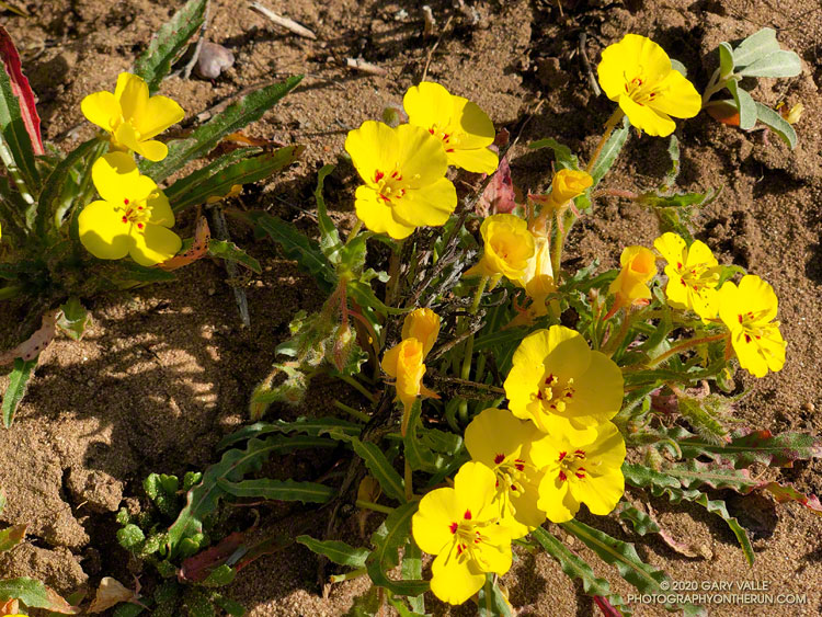 California suncup (Camissoniopsis bistorta) in sandy soil near peak 2717, west of "Fossil Point" on Rocky Peak Road. April 26, 2020.
